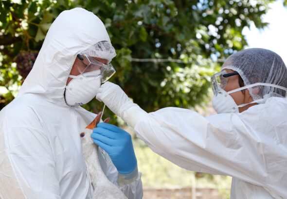 Influenza Aviar SAG referencial 1